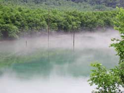 新緑の大正池